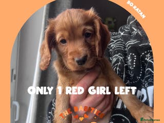 Cocker Spaniel dogs Working Cocker Spaniels Puppies for sale - Advert 13