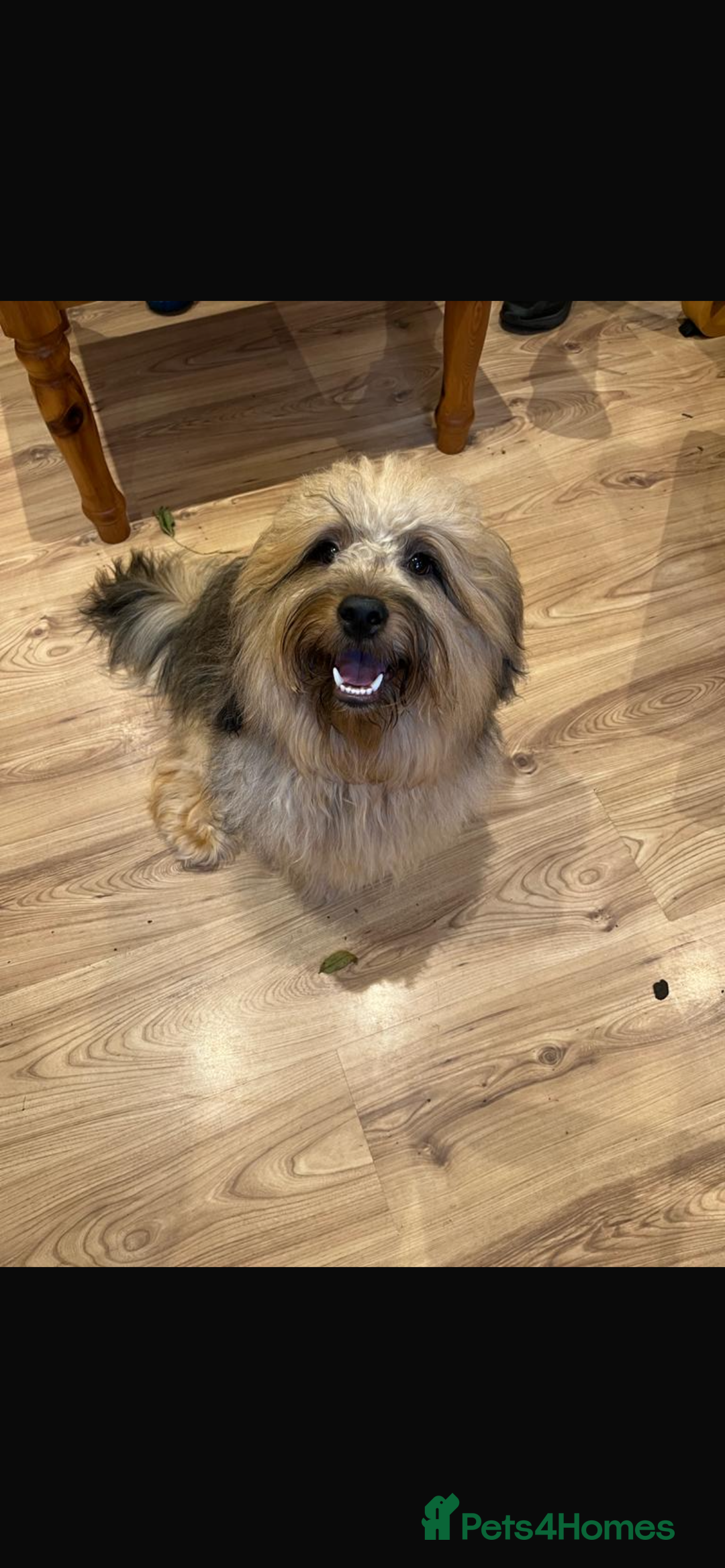 Mixed Breed dogs for sale: Havatoodle Pups - Image 20