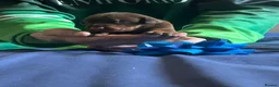 Dobermann dogs for sale: 7 beautiful Dobbman puppies  - Advert 3