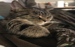 British Shorthair cats for sale: Pablo  - Image 1