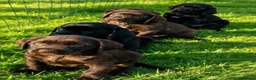 Mixed Breed dogs for sale: STUNNING GWP X LABRADOR PUPPIES - Advert 14