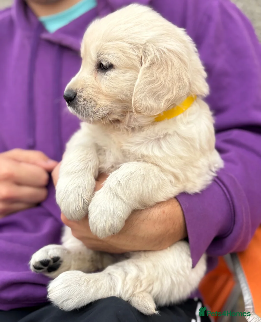 Golden Retriever dogs for sale: Beautiful golden retriever babies  - Advert 2