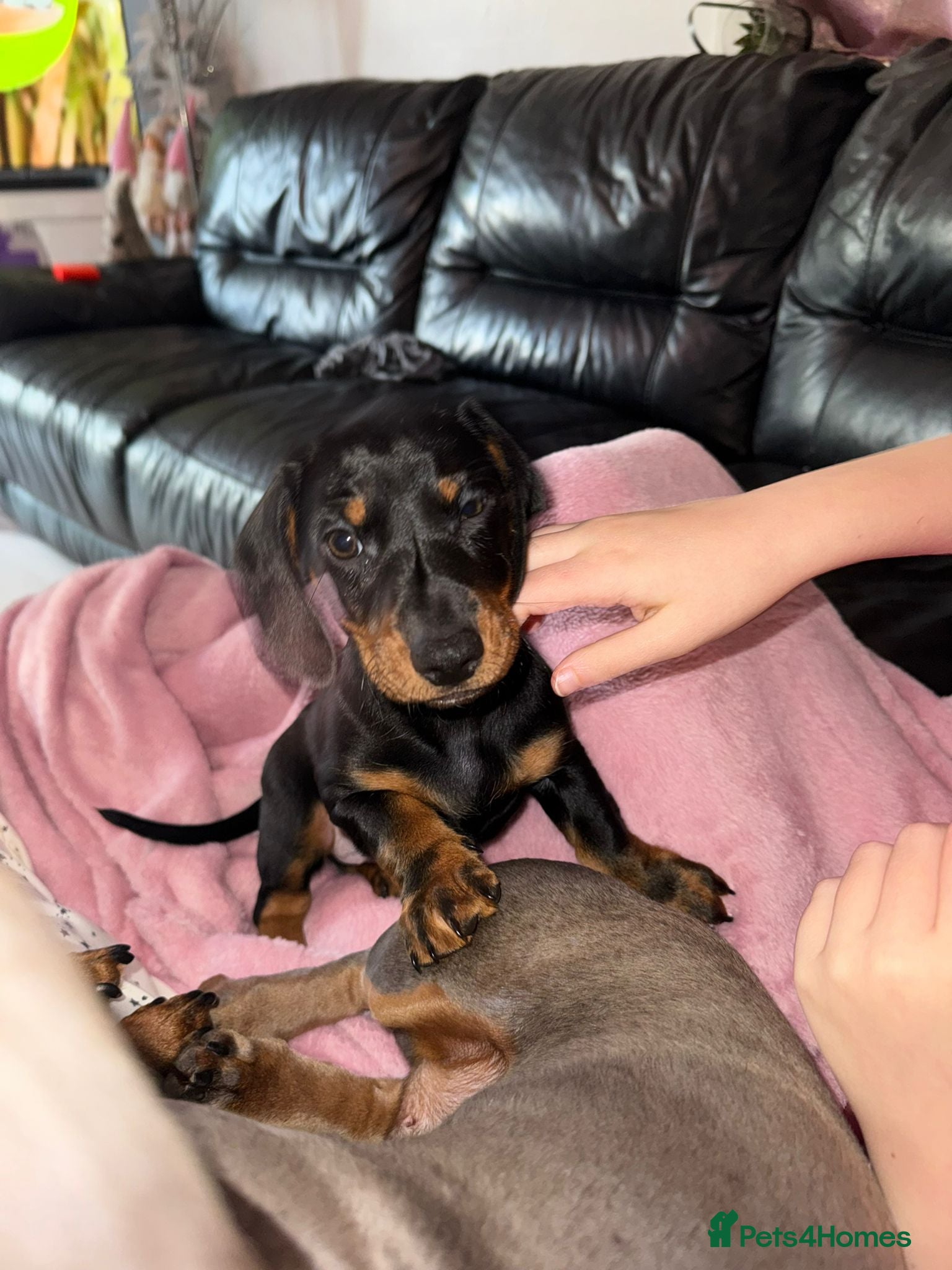 Miniature Dachshund dogs Miniature daschund  - Advert 1