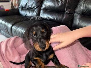 Miniature Dachshund dogs Miniature daschund - Advert 1