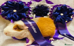 Guinea Pig rodents for sale: Skinny pig, werewolf and Baldwin breeder - Image 4