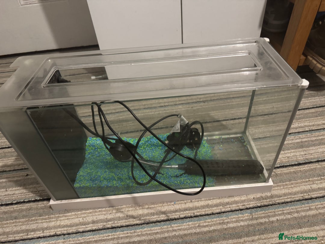 Turtle reptiles for sale: tuetles  - Advert 4