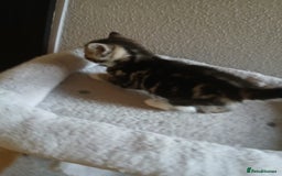 Mixed Breed cats for sale: Kittens for sale - Image 6