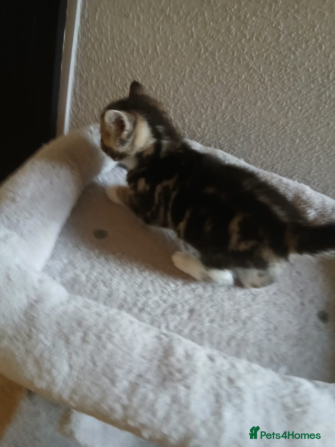Mixed Breed cats for sale: Kittens for sale - Image 6