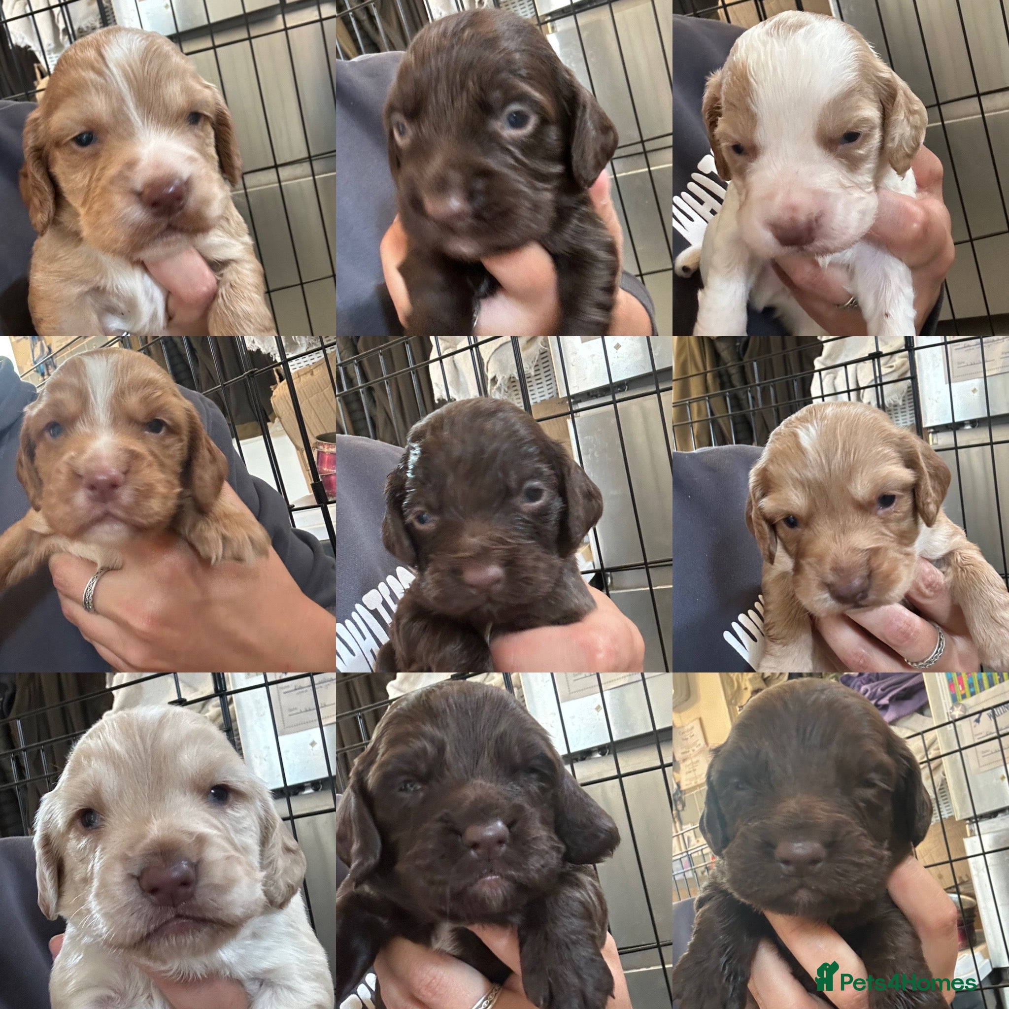 Sprocker dogs Lovely sprocker puppies  - Advert 10