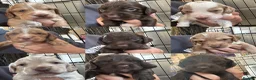 Sprocker dogs for sale: Lovely sprocker puppies  - Advert 1
