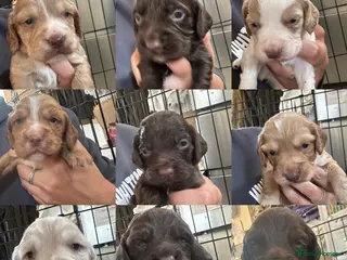 Sprocker dogs Lovely working sprocker spaniel puppies - Advert 1
