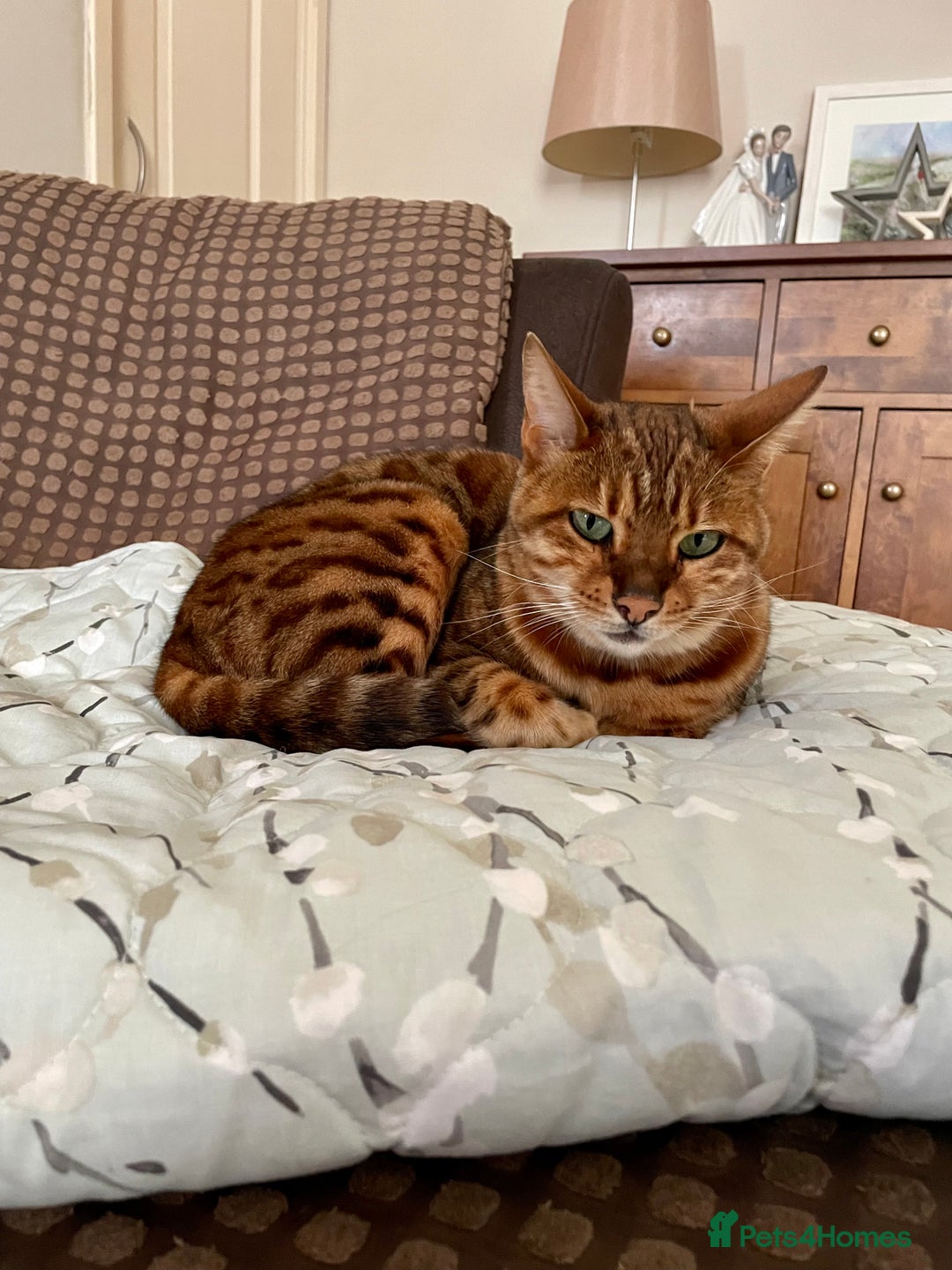 Bengal cats for sale: Bengal cat - Image 8
