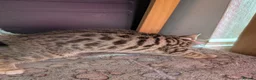 Mixed Breed cats for sale: Beautiful half Bengal kittens - Advert 30