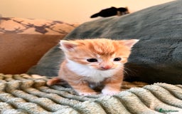 Mixed Breed cats for sale: Stunning friendly ginger kittens - Image 4