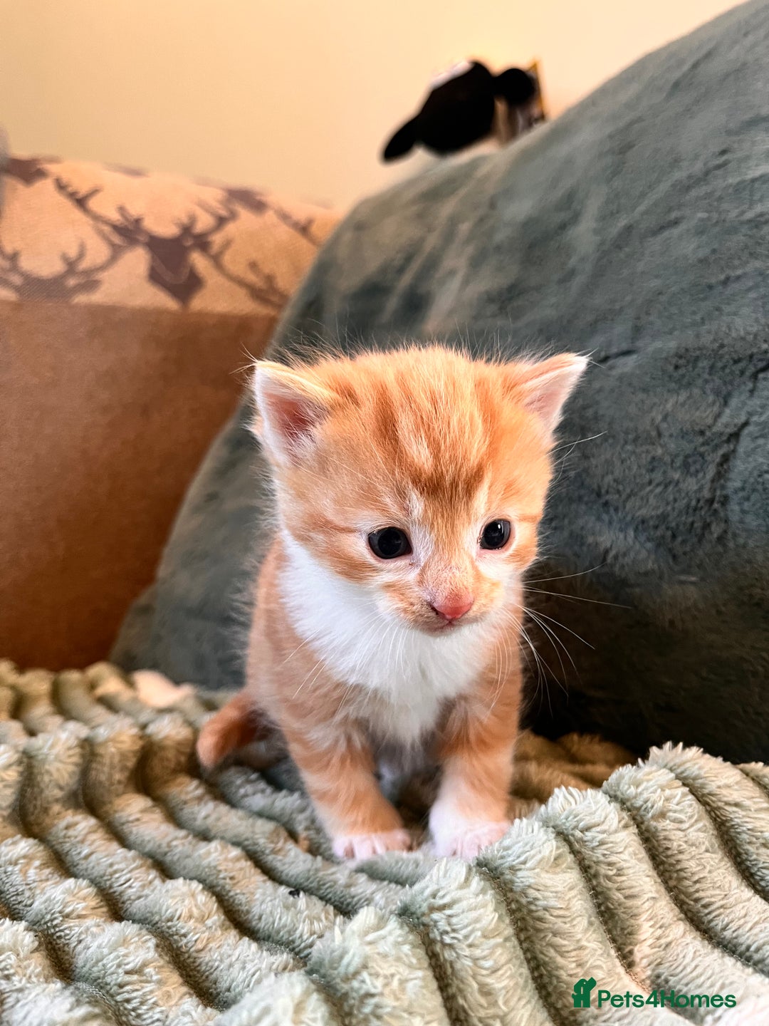 Mixed Breed cats for sale: Stunning friendly ginger kittens - Image 4