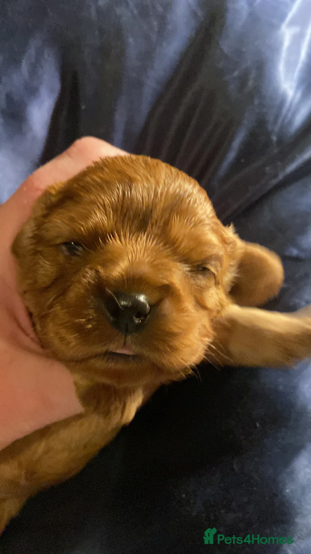 Cavalier King Charles Spaniel dogs for sale: Pure Ruby Red home bred pedigree Cavalier  - Advert 4