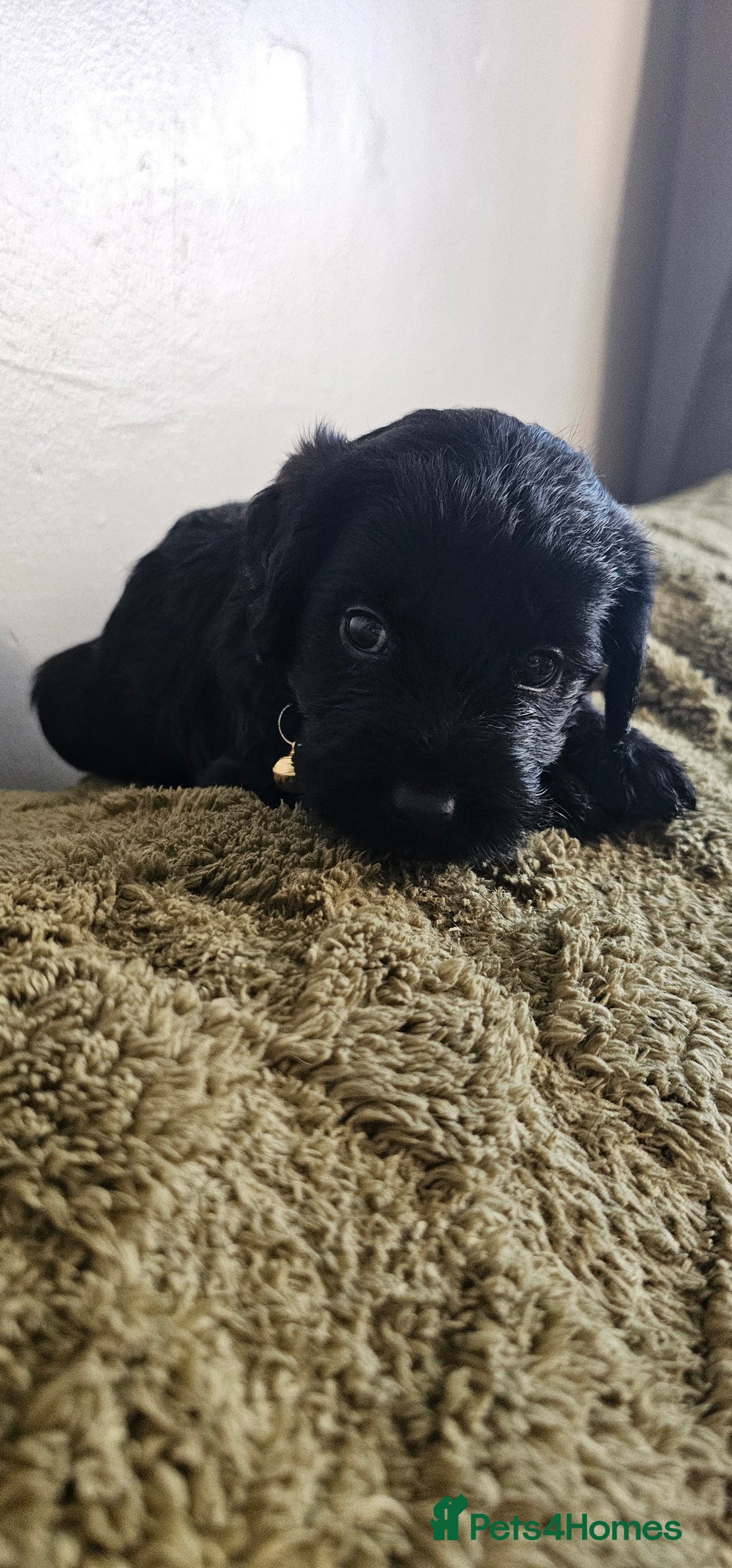 Schnoodle dogs for sale: Perfect schnoodles - Advert 28