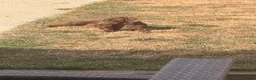 Dachshund dogs for sale: 1 year old dachshund  - Advert 3