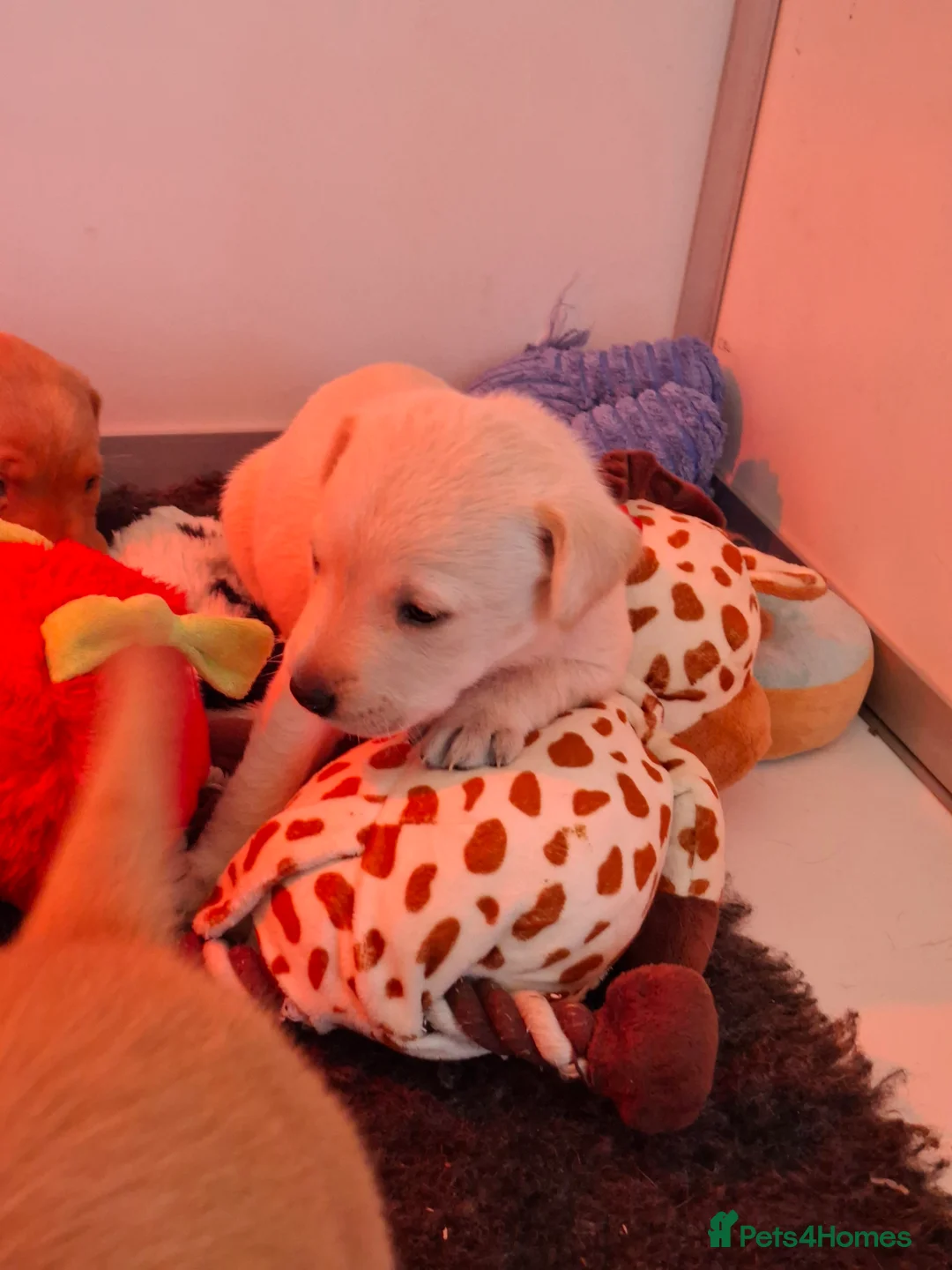 Labrador Retriever dogs for sale: Labrador Retriever litter - Advert 16