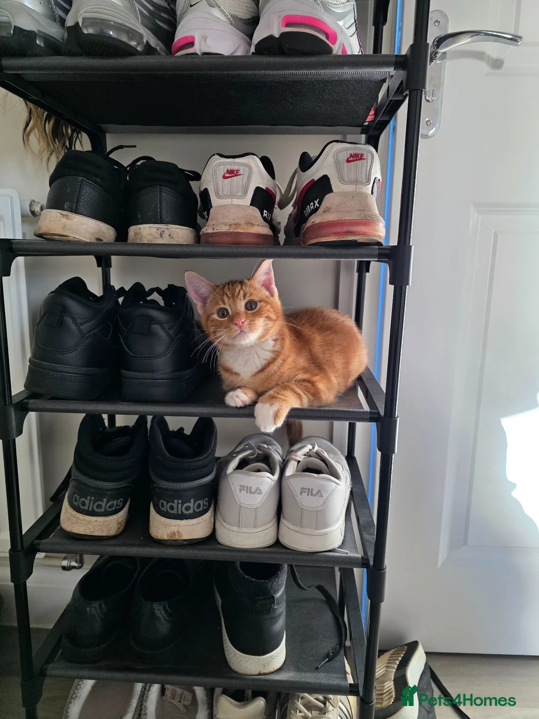 British Shorthair cats for sale: 2 6 month male kittens - Advert 2