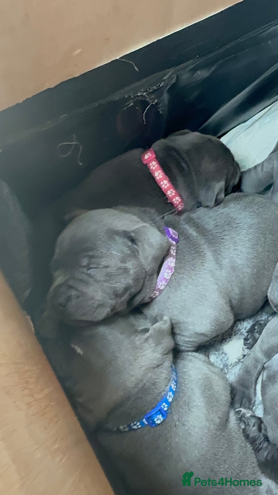 Staffordshire Bull Terrier dogs for sale: Staffordshire Bull Terrier Puppy purple  - Beautiful KC reg Blue Staffordshire bullterriers  - Image 27