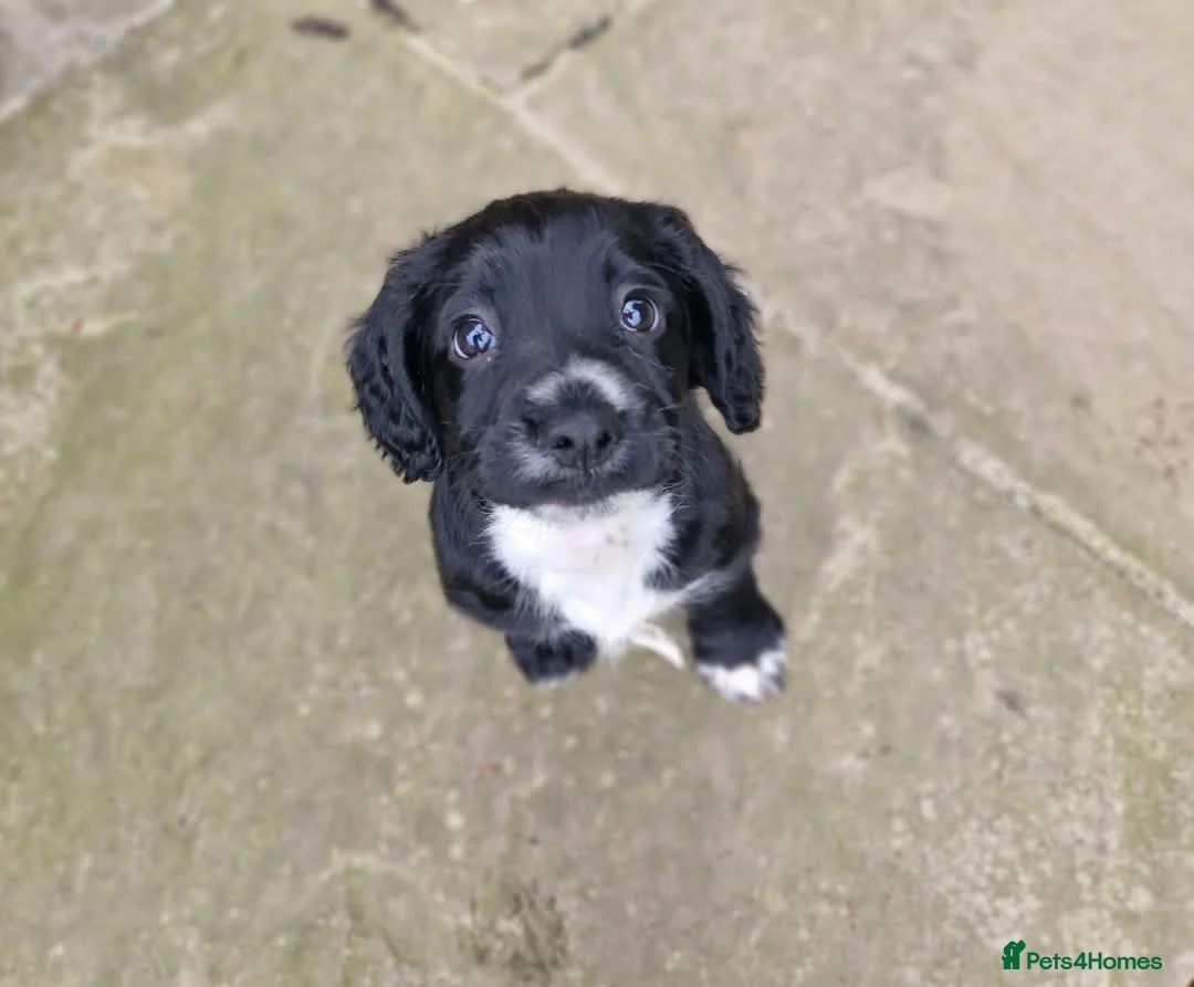 Cocker Spaniel dogs for stud: For Stud - working cocker spaniel  - Advert 6