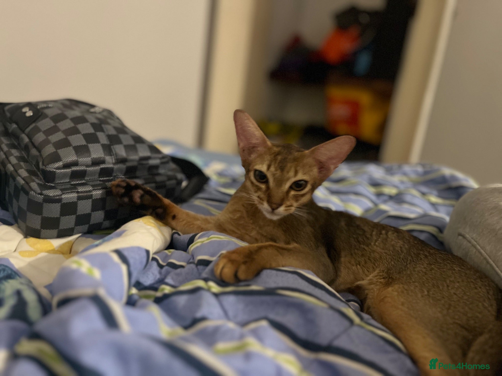Abyssinian cats Male stunning Abyssinian  - Advert 16
