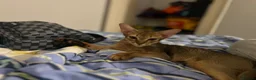 Abyssinian cats for sale: Male stunning Abyssinian  - Advert 1