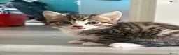 Siberian cats for sale: Beautiful Siberian x kittens  - Advert 11