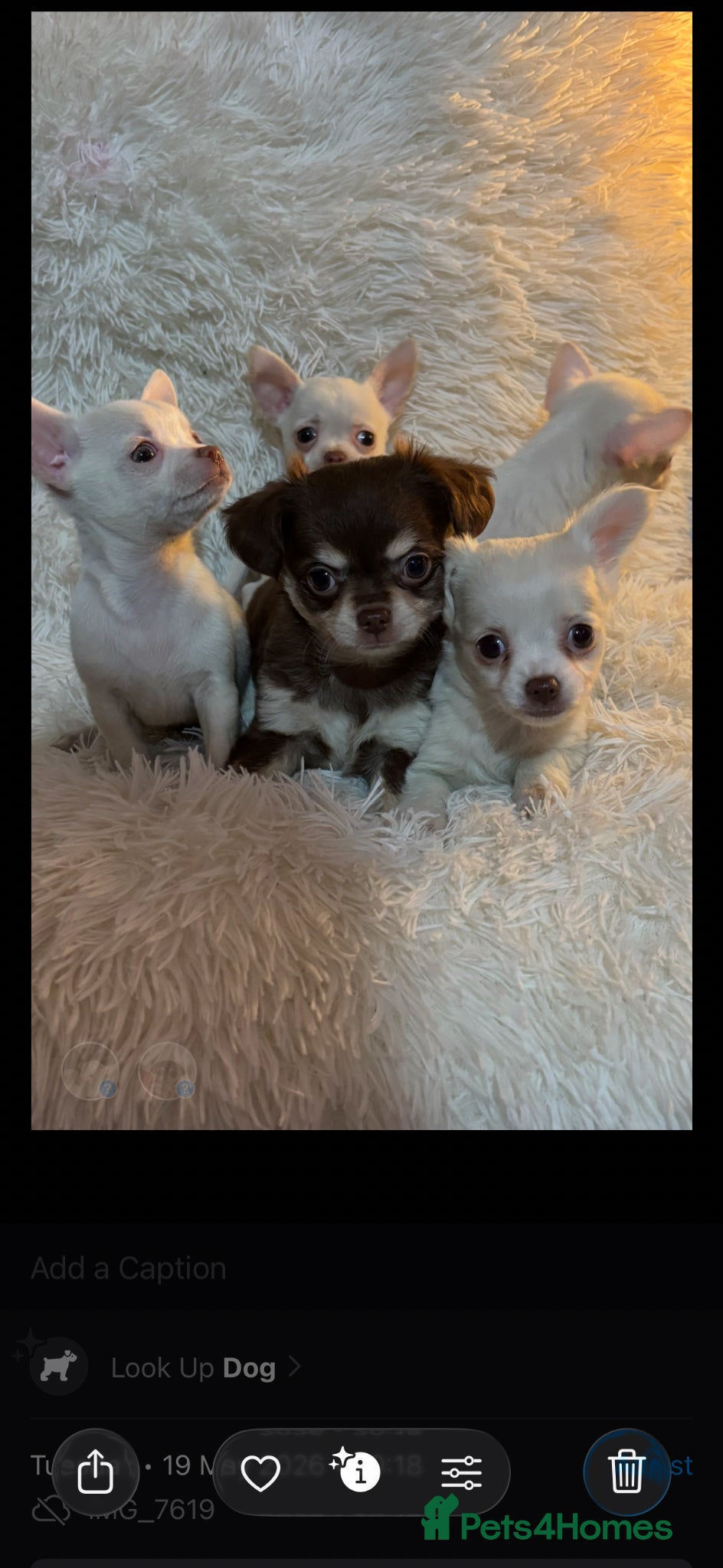 Chihuahua dogs Chihuahua puppy’s ( ready now) - Advert 3