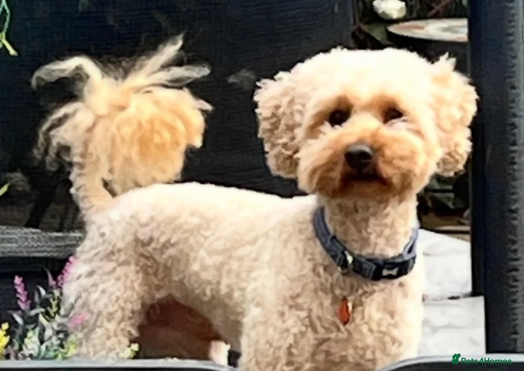 Cavapoo dogs for sale: Cavapoo F1b Puppies with Health Tested Parents - Advert 26