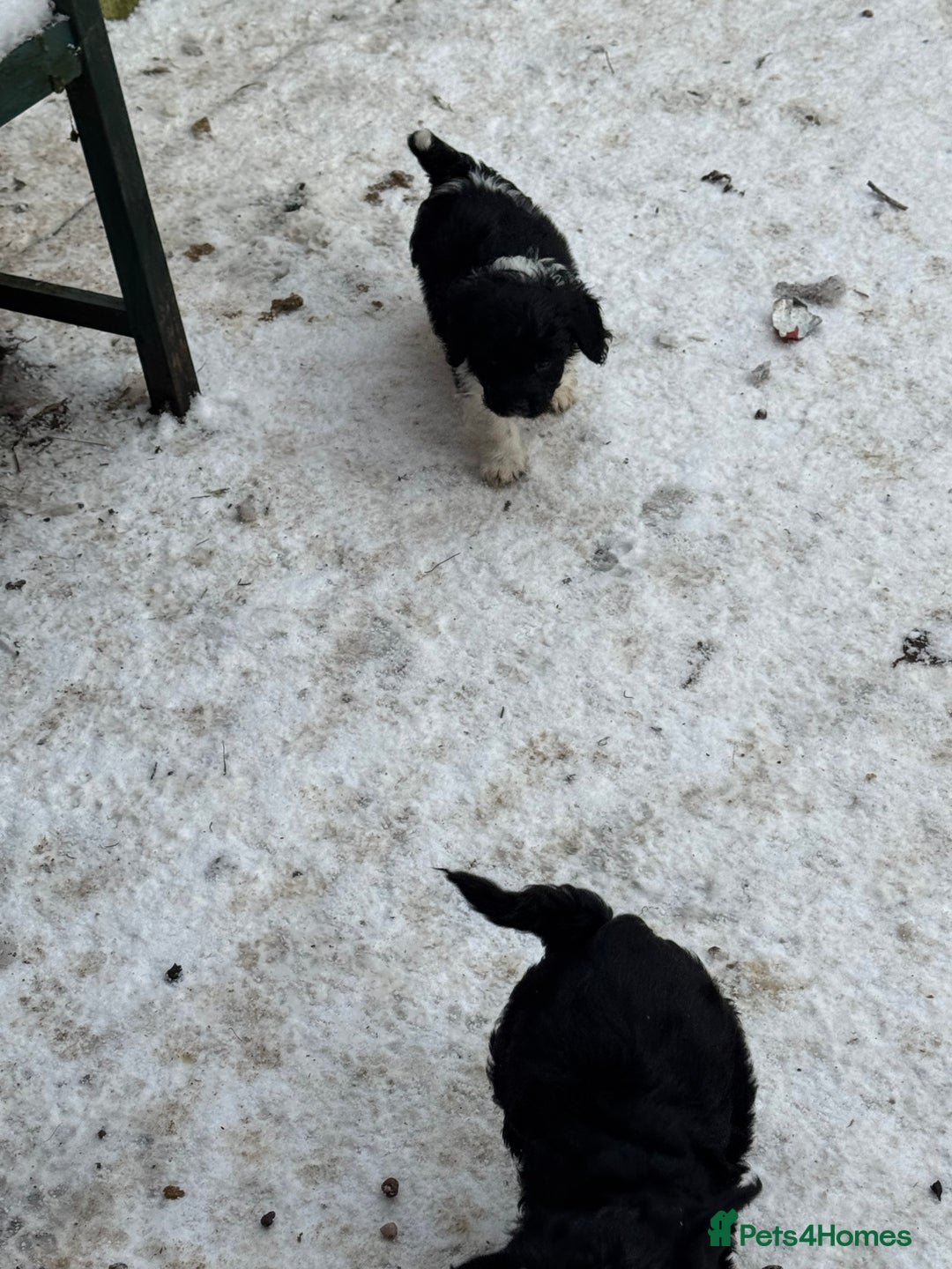 Mixed Breed dogs for sale: 8 Springer mix Puppies - Advert 33