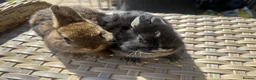 Netherland Dwarf rabbits for sale: Lovely Netherland Dwarf baby rabbits. - Advert 6