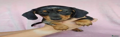 Miniature Dachshund 2