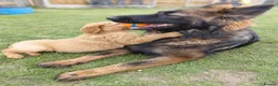 German Shepherd dogs for stud: Amazing Loki  for stud  - Advert 11