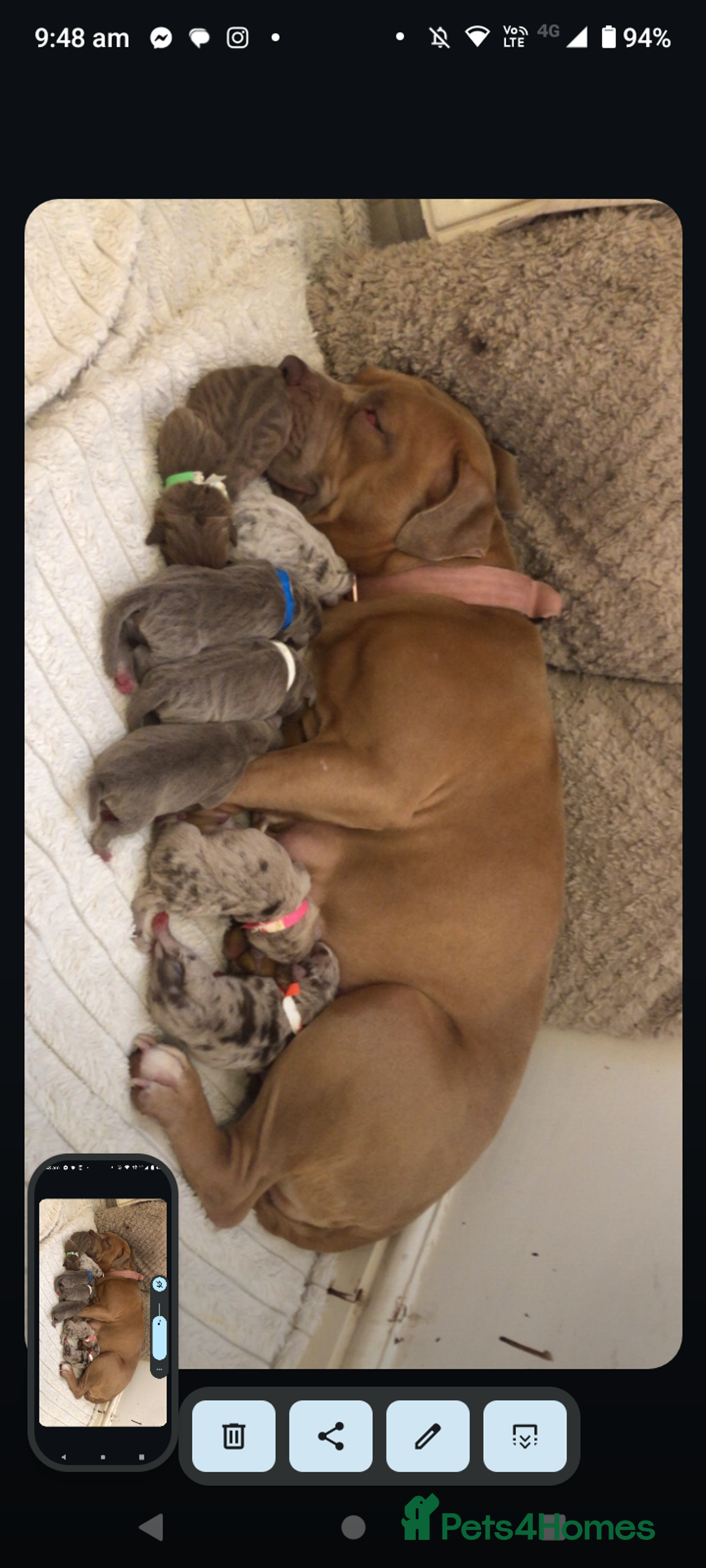 Mixed Breed dogs for sale: Staffy mixed  - Advert 1