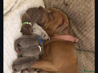 Mixed Breed dogs Staffy mixed - Advert 2