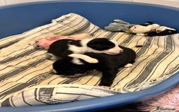 Mixed Breed dogs for sale: Border Collie x Whippet  - Image 11