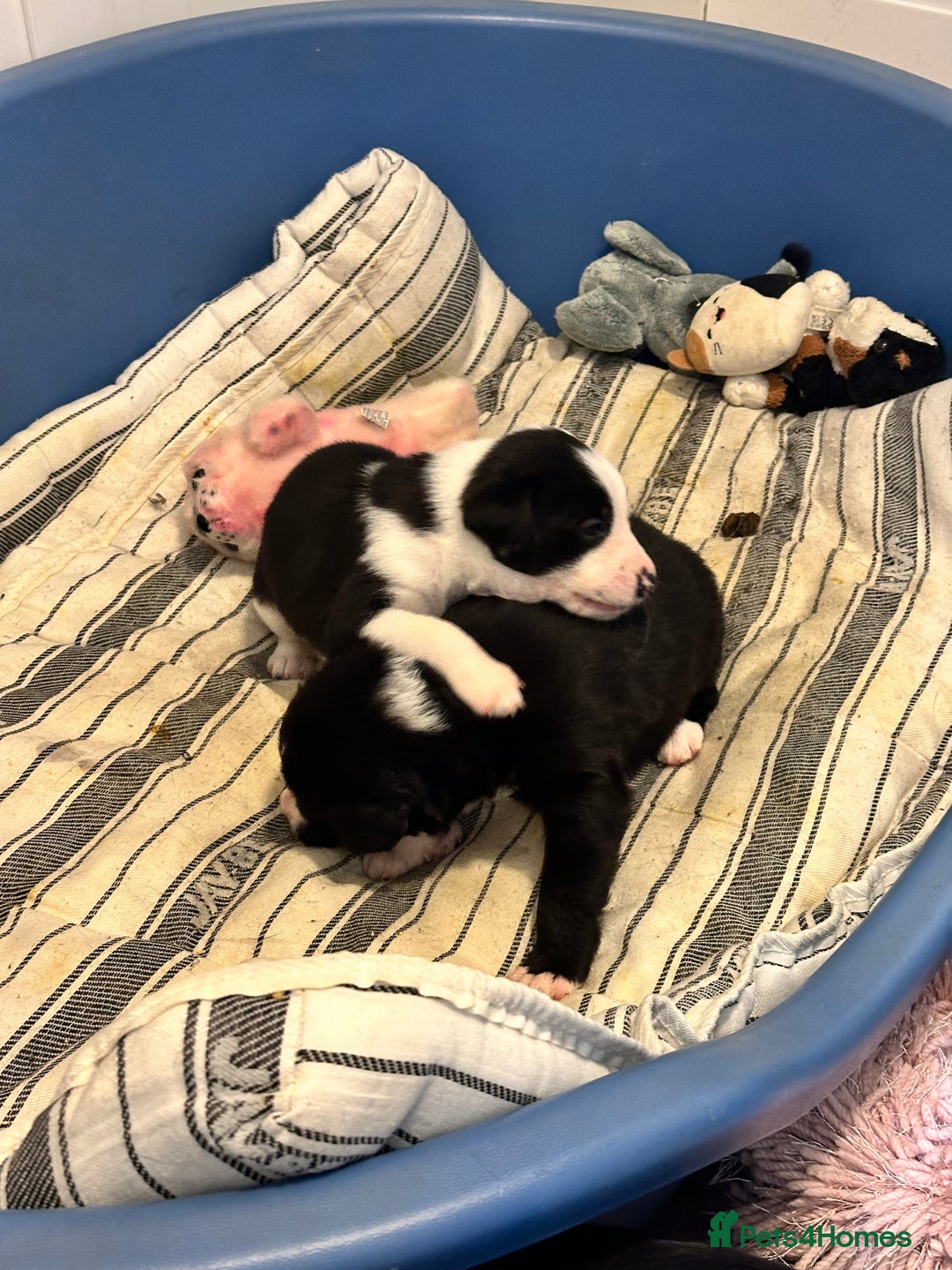 Mixed Breed dogs for sale: Border Collie x Whippet  - Image 11