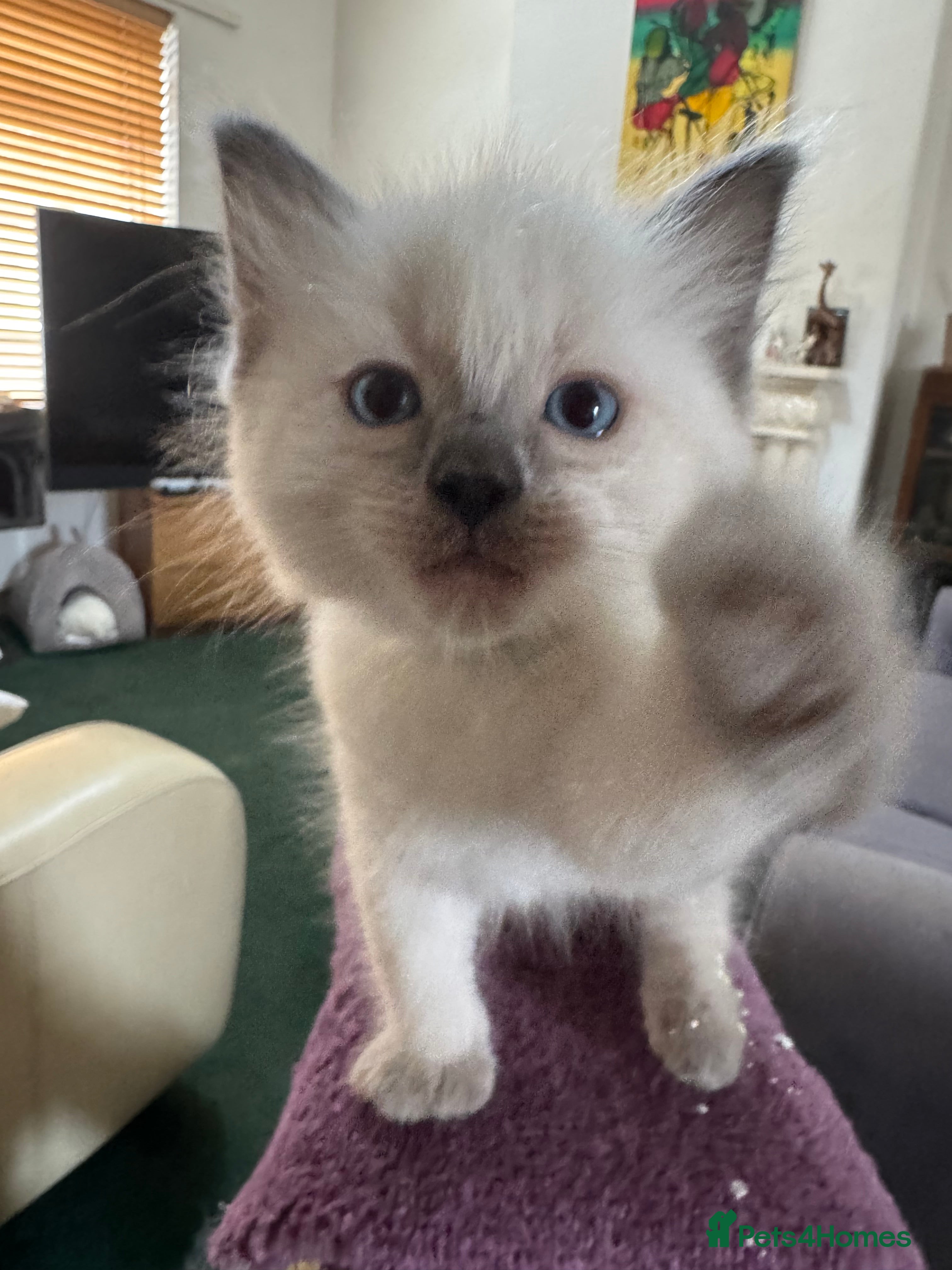 Ragdoll cats Gorgeous Pedigree Ragdoll Kittens  - Advert 2