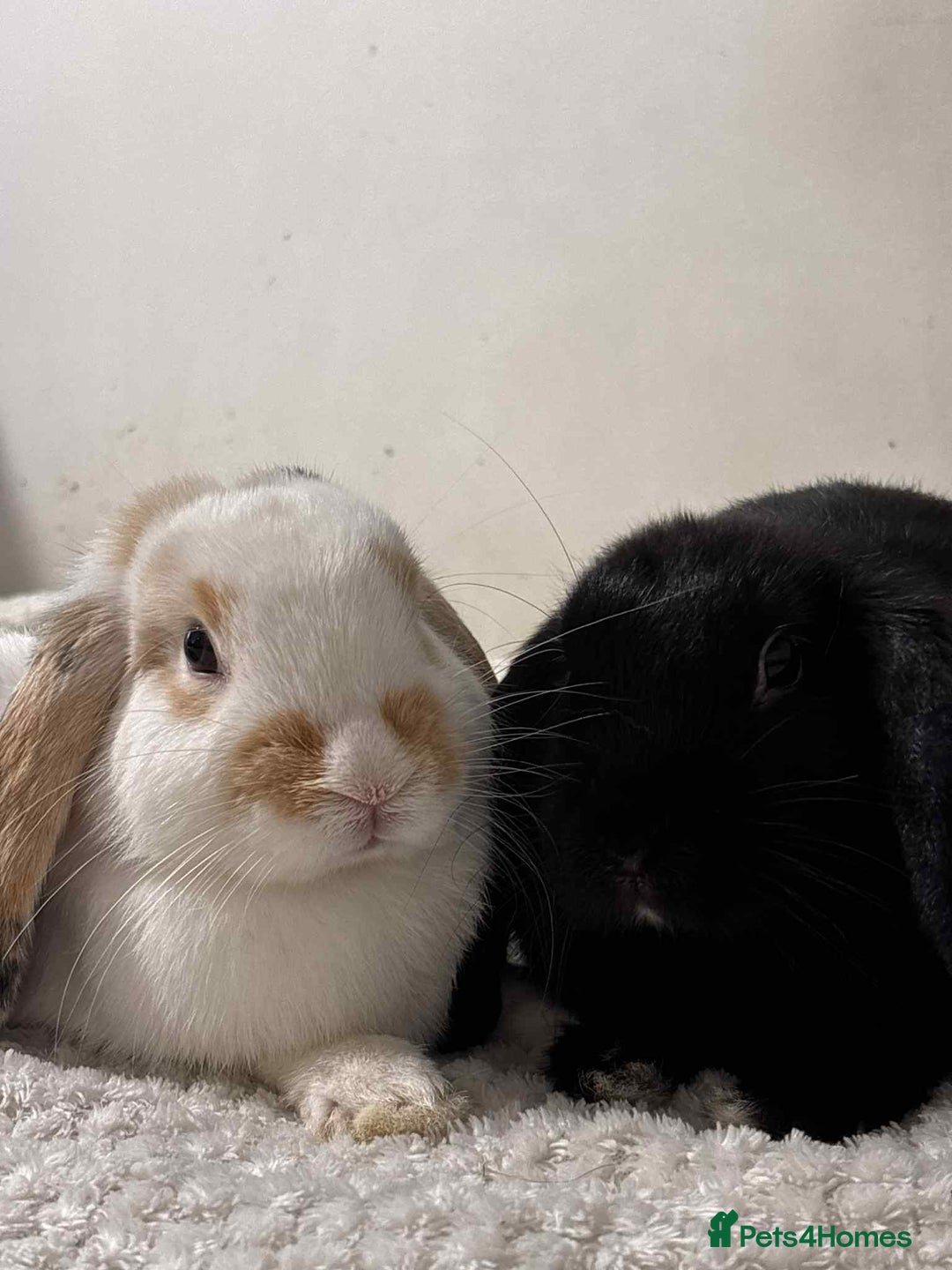 Mini Lop rabbits for sale: Loving Home Needed for Two Holland Hop Rabbits  - Advert 1