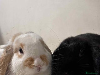 Mini Lop rabbits Loving Home Needed for Two Holland Hop Rabbits - Advert 1