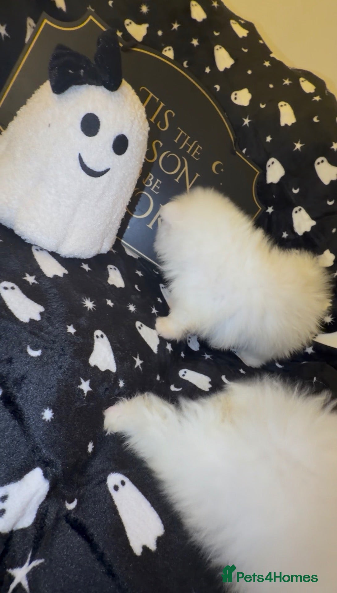 Pomeranian dogs for sale: 1 BOY LEFT READY TO LEAVE - Advert 2