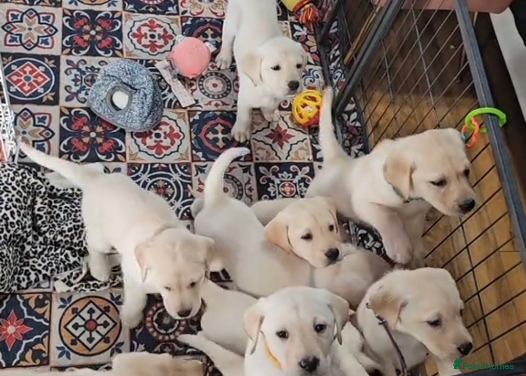 Labrador Retriever dogs Labrador puppies - Advert 2