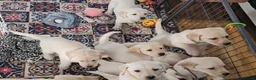 Labrador Retriever dogs for sale: Labrador puppies - Advert 1