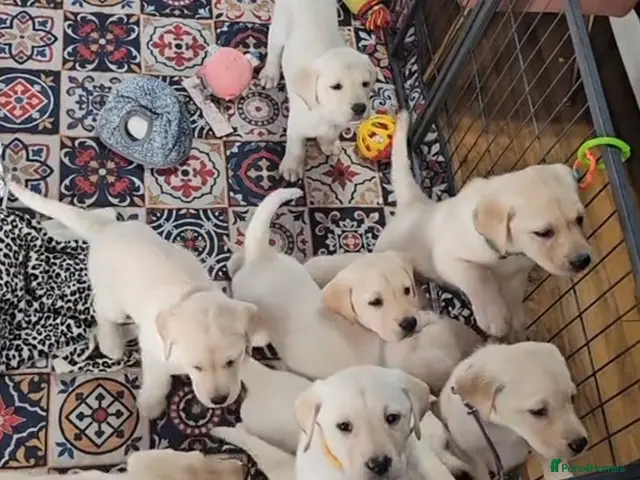 Labrador Retriever dogs Labrador puppies - Advert 16