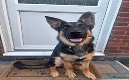 German Shepherd dogs for sale: 7 month old German shepherd. - Image 5