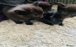 Russian Blue cats for sale: Russian blue mix  - Image 8