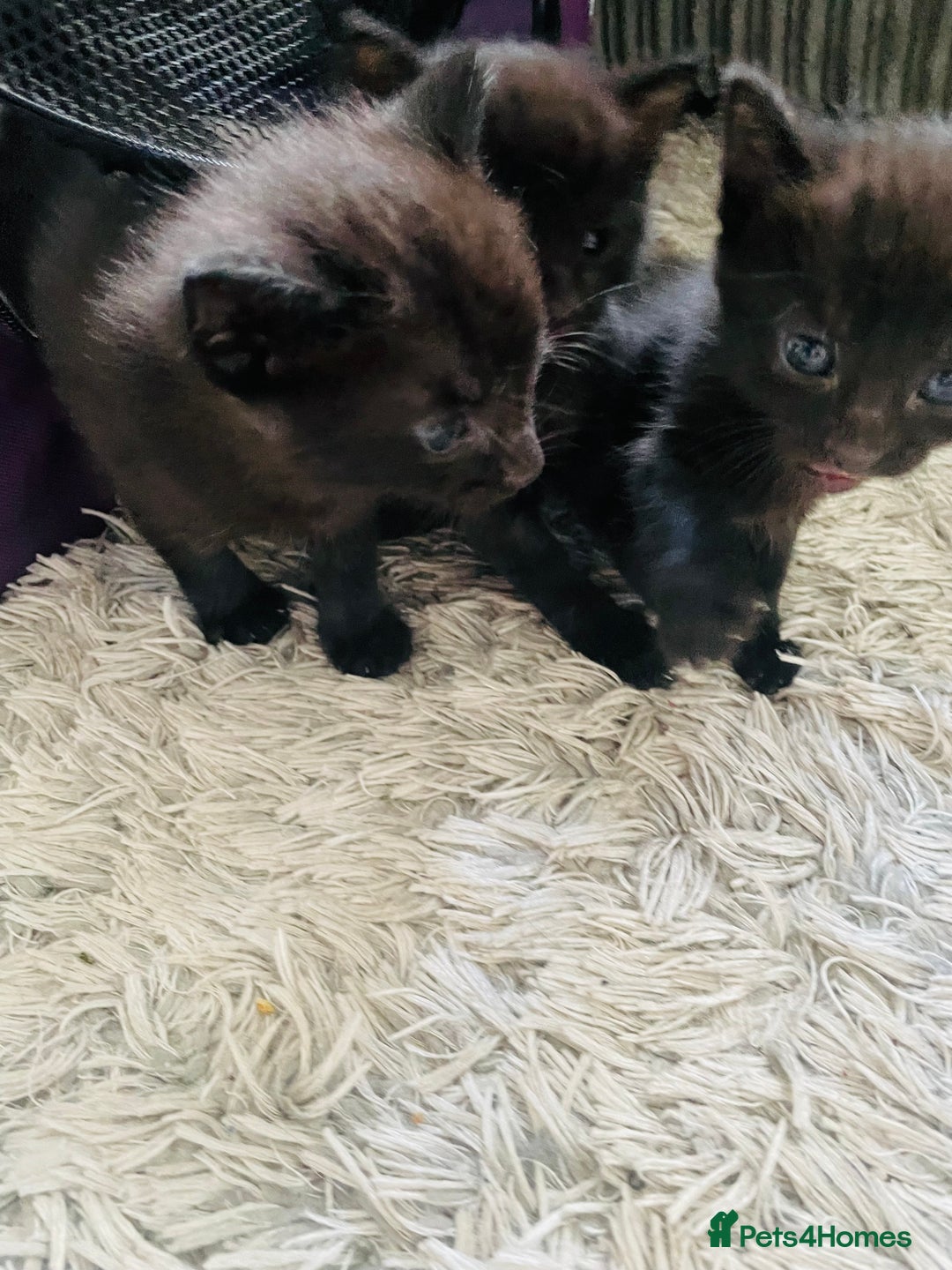 Russian Blue cats for sale: Russian blue mix  - Image 8