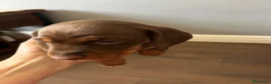 Dachshund 4